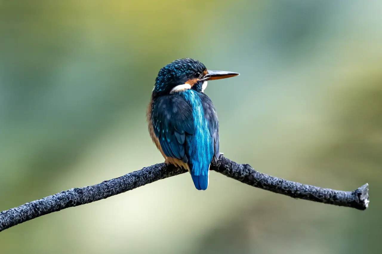 Matin Pescador